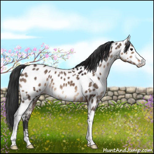 Horse Color:White Spotted Brown Dun Sabino Appaloosa 