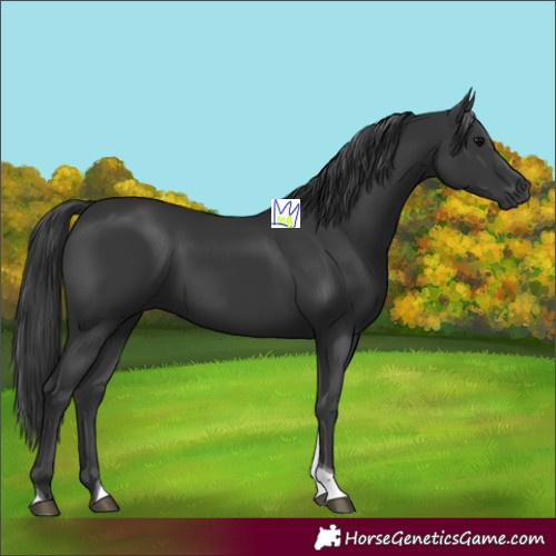 Horse Color:Black Tobiano 