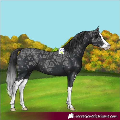 Horse Color:Black Ice Splash 