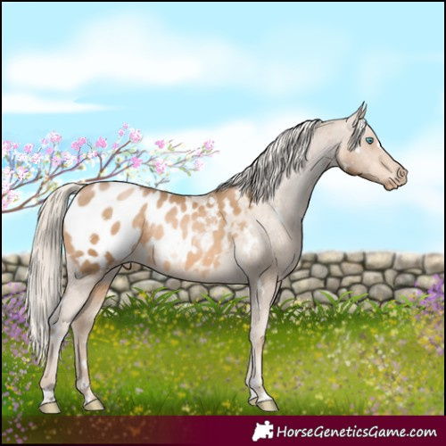 Horse Color:White Spotted Chocolate Palomino Pearl Appaloosa Rabicano 