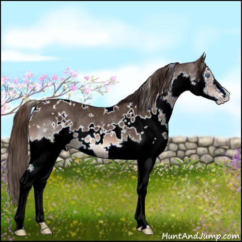 Horse Color:White Spotted Liver Chestnut Splash Appaloosa Rabicano 