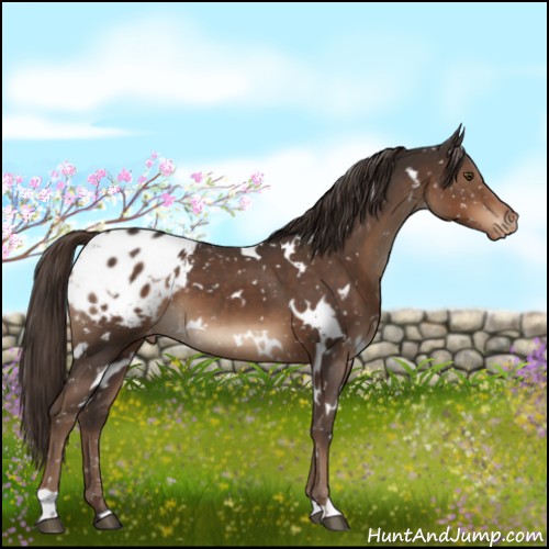 Horse Color:White Spotted Liver Chestnut Appaloosa 
