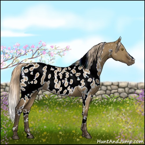 Horse Color:White Spotted Chocolate Palomino Dun Appaloosa Rabicano 