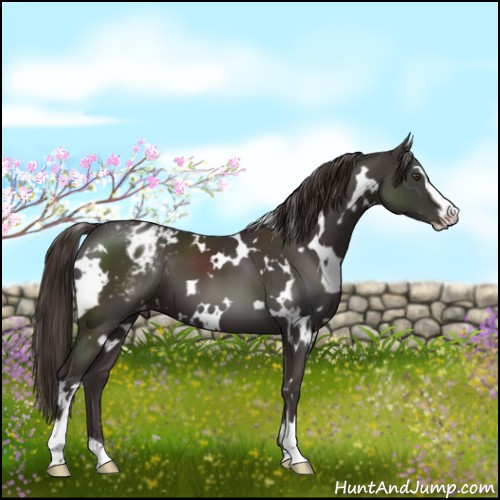 Horse Color:White Spotted Liver Chestnut Sabino Appaloosa 