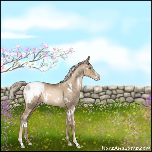 Horse Color:White Spotted Chocolate Palomino Pearl Sabino Appaloosa 