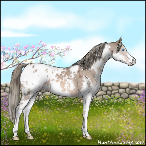 Horse Color:White Spotted Liver Red Dun Mushroom Splash Appaloosa 