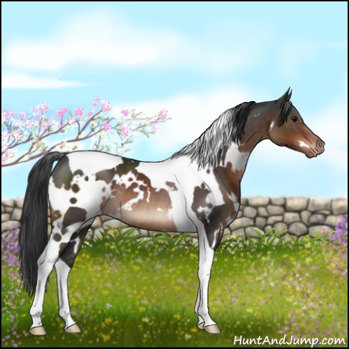Horse Color:White Spotted Brown Tobiano Varnish Rabicano 