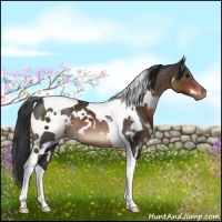 Horse Color:White Spotted Brown Tobiano Appaloosa Rabicano