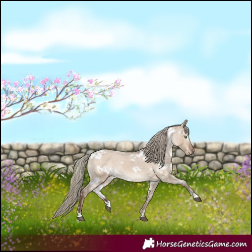 Horse Color:Gray White Spotted Liver Red Dun Mushroom Appaloosa 