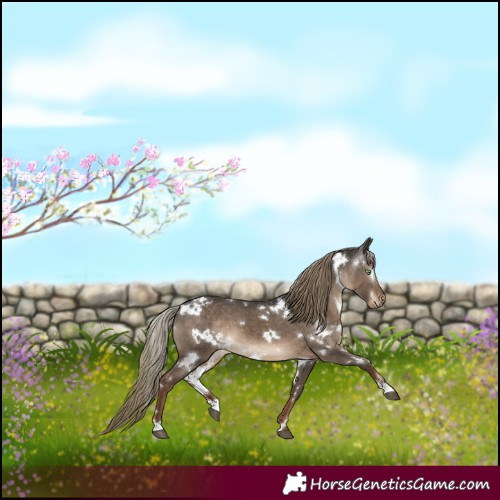 Horse Color:Gray White Spotted Liver Red Dun Mushroom Appaloosa 