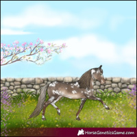 Horse Color:Gray White Spotted Liver Red Dun Mushroom Appaloosa