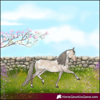 Horse Color:Gray White Spotted Liver Red Dun Mushroom Appaloosa 