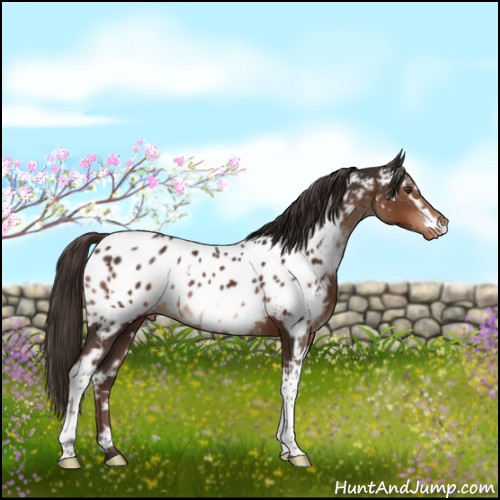 Horse Color:White Spotted Liver Chestnut Appaloosa 