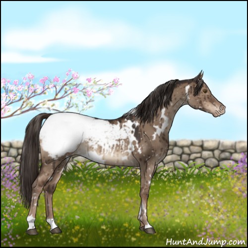Horse Color:White Spotted Liver Red Dun Snowcap Brindle 