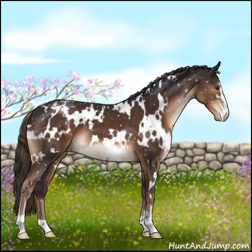 Horse Color:White Spotted Liver Chestnut Sabino Snowcap 