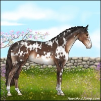 Horse Color:White Spotted Liver Chestnut Sabino Snowcap 