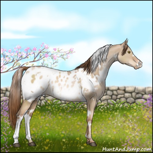 Horse Color:White Spotted Liver Red Dun Pearl Appaloosa Rabicano 