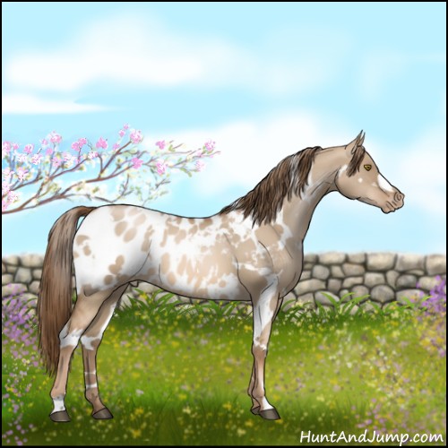 Horse Color:White Spotted Liver Red Dun Pearl Appaloosa 