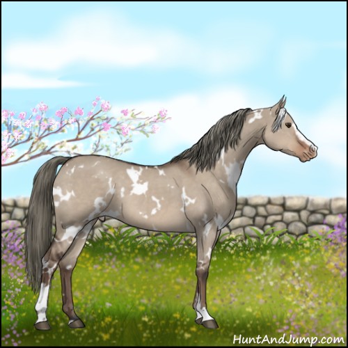 Horse Color:White Spotted Liver Red Dun Mushroom Sabino Appaloosa 