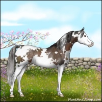 Horse Color:White Spotted Liver Chestnut Splash Varnish Rabicano 