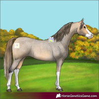 Horse Color:Buckskin Roan Splash Varnish Rabicano 