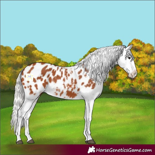 Horse Color:Silver Bay Appaloosa 
