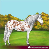Horse Color:Silver Bay Appaloosa