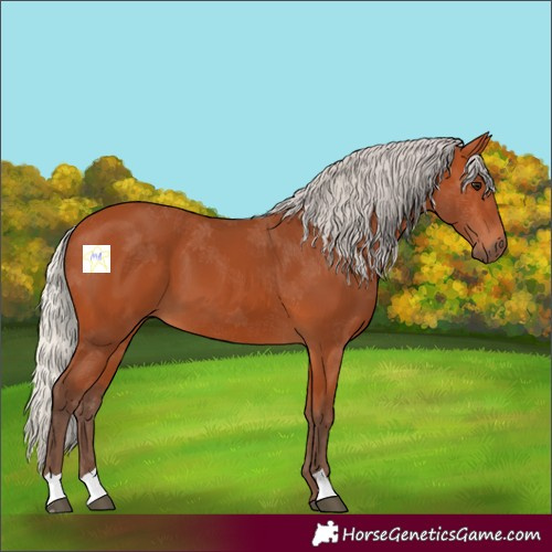 Horse Color:Silver Bay 