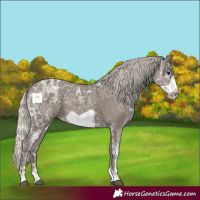 Horse Color:Silver Smoky Black Ice Frame