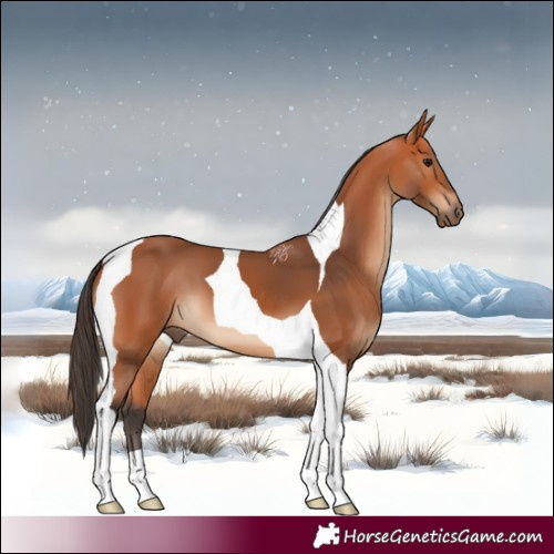 Horse Color:Bay Tobiano 