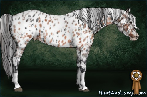 Horse Color:Blue Roan Tobiano Blanket and Brown Roan Blanket