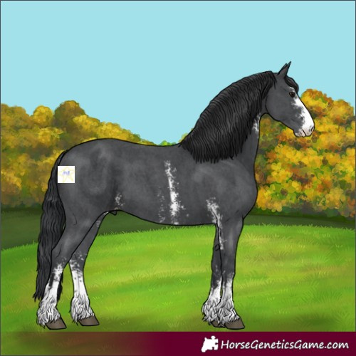 Horse Color:Black Sabino 
