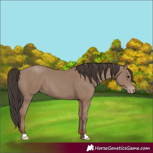 Horse Color:Classic Champagne 
