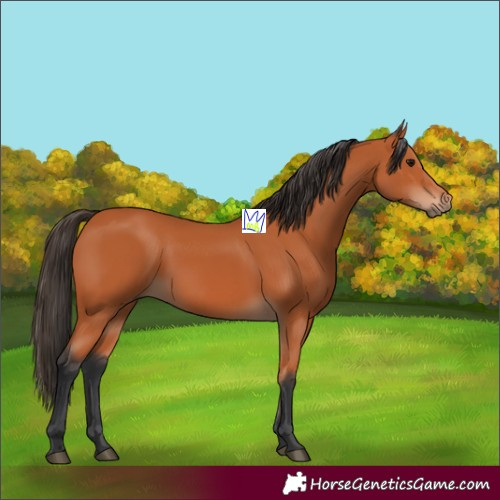 Horse Color:Bay Rabicano 