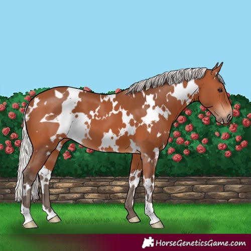 Horse Color:White Spotted Silver Bay 