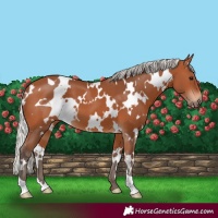 Horse Color:White Spotted Silver Bay 