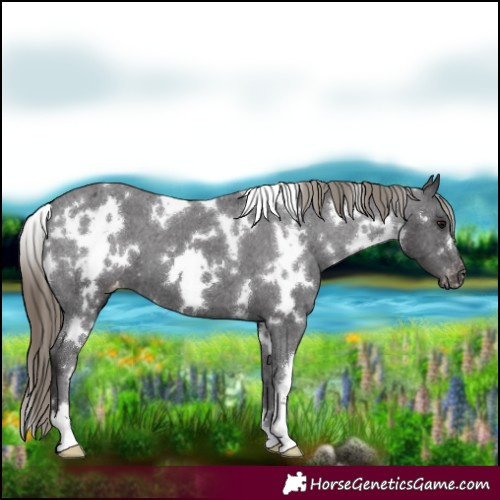 Horse Color:White Spotted Smoky Black Appaloosa