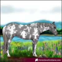 Horse Color:White Spotted Smoky Black Appaloosa