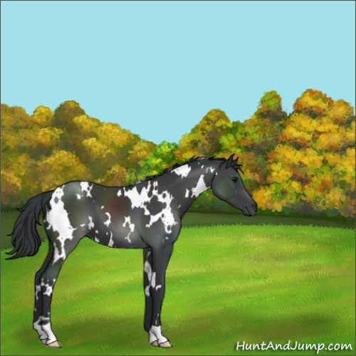 Horse Color:White Spotted Black 