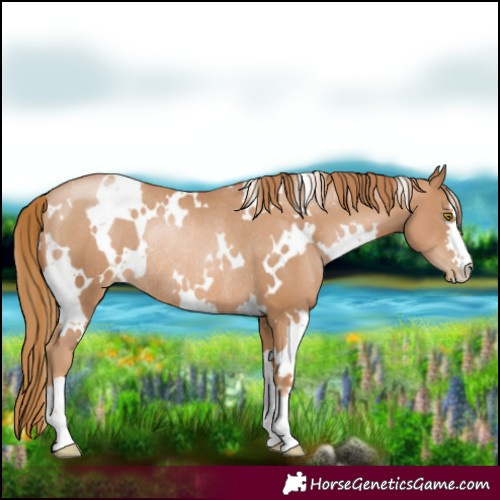 Horse Color:White Spotted Chestnut Pearl Rabicano 