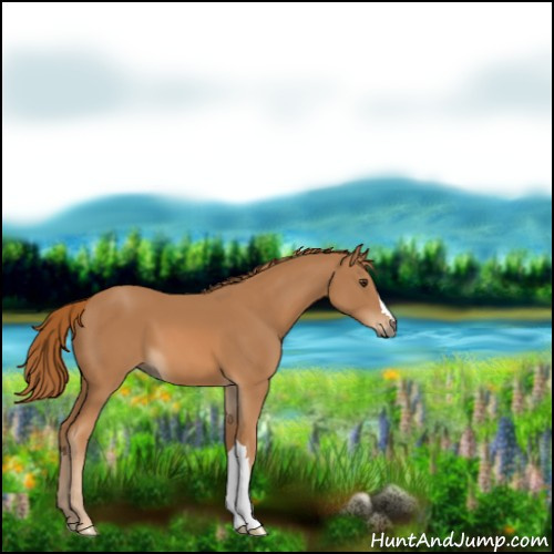 Horse Color:Chestnut 