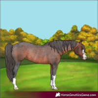 Horse Color:Brown Appaloosa Rabicano 