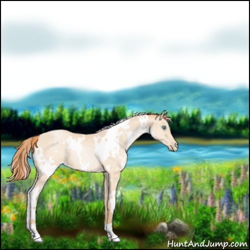 Horse Color:White Spotted Amber Champagne Pearl