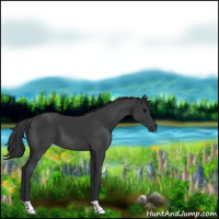 Horse Color:Black 