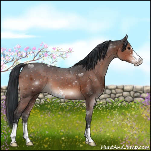 Horse Color:Brown Mushroom Sabino 