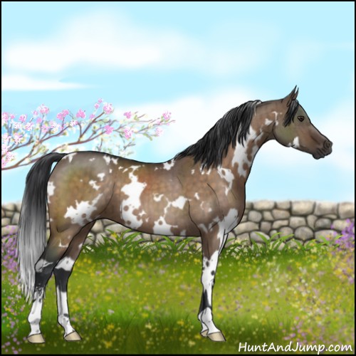 Horse Color:White Spotted Brown Dun Sabino Brindle 