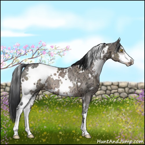 Horse Color:White Spotted Brown Ice Dun Sabino Rabicano 