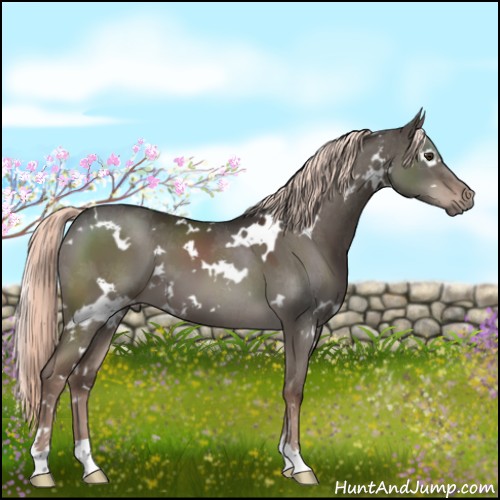 Horse Color:White Spotted Liver Red Dun Mushroom 