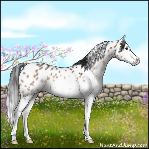 Horse Color:Brown Dun Sabino Appaloosa 
