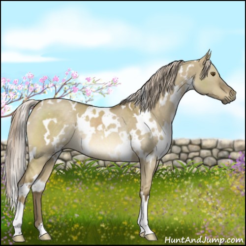 Horse Color:White Spotted Chocolate Palomino Dun Mushroom Rabicano 